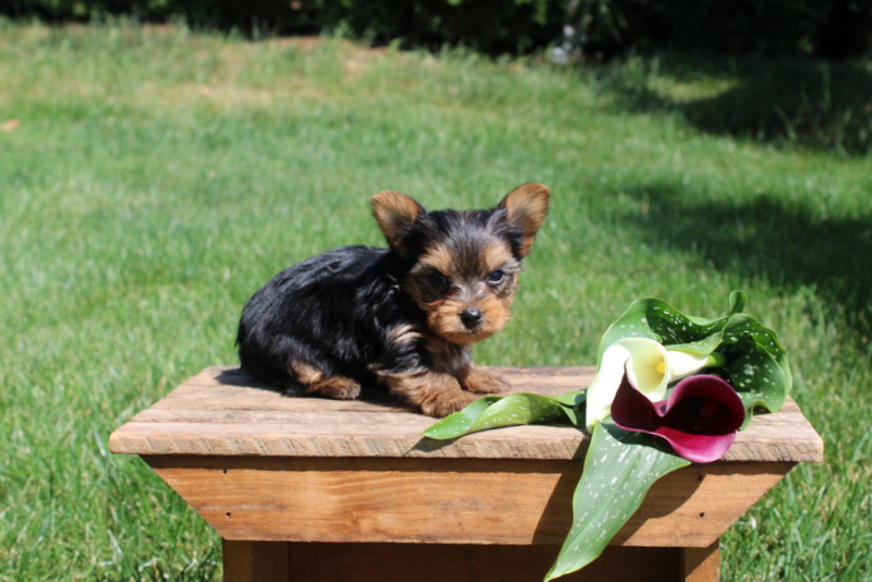 puppy, for, sale, Yorkshire Terrier , Matthew B. Stoltzfus, dog, breeder, Gap, PA, dog-breeder, puppy-for-sale, forsale, nearby, find, puppyfind, locator, puppylocator, aca